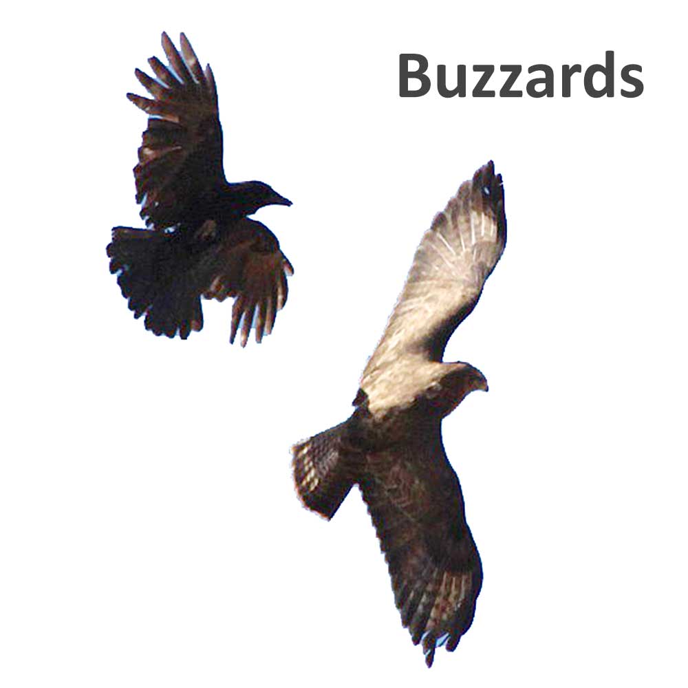 Two buzzards
